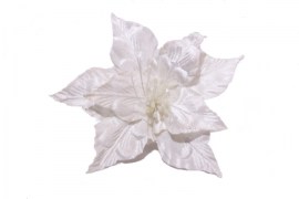 Fehér mikulásvirág